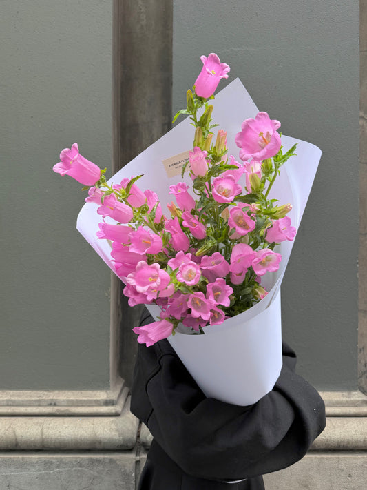 0v0 Canterbury bells