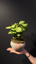 Botanic Haven