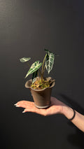 Botanic Haven
