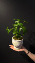 Botanic Haven