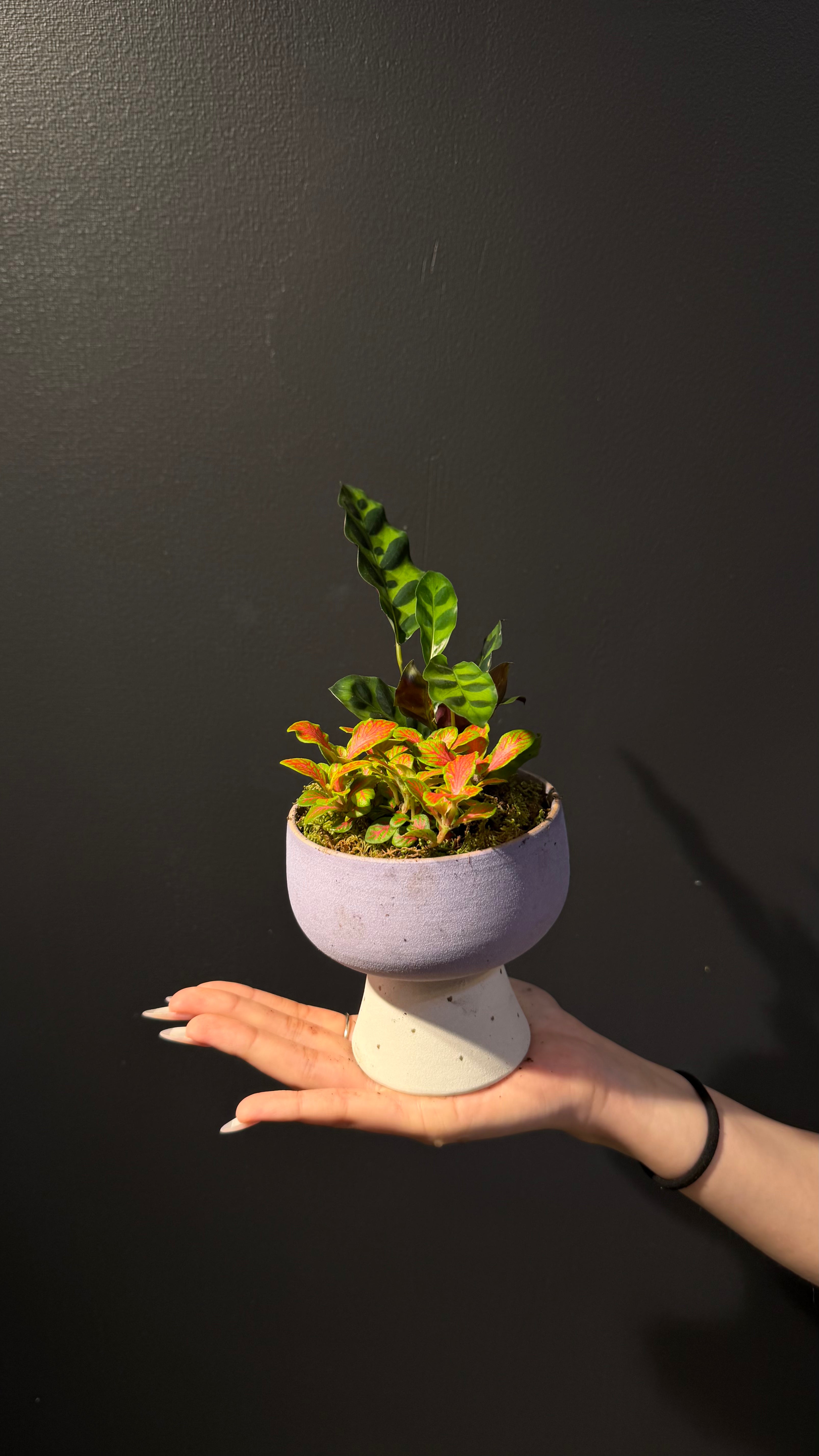 Botanic Haven