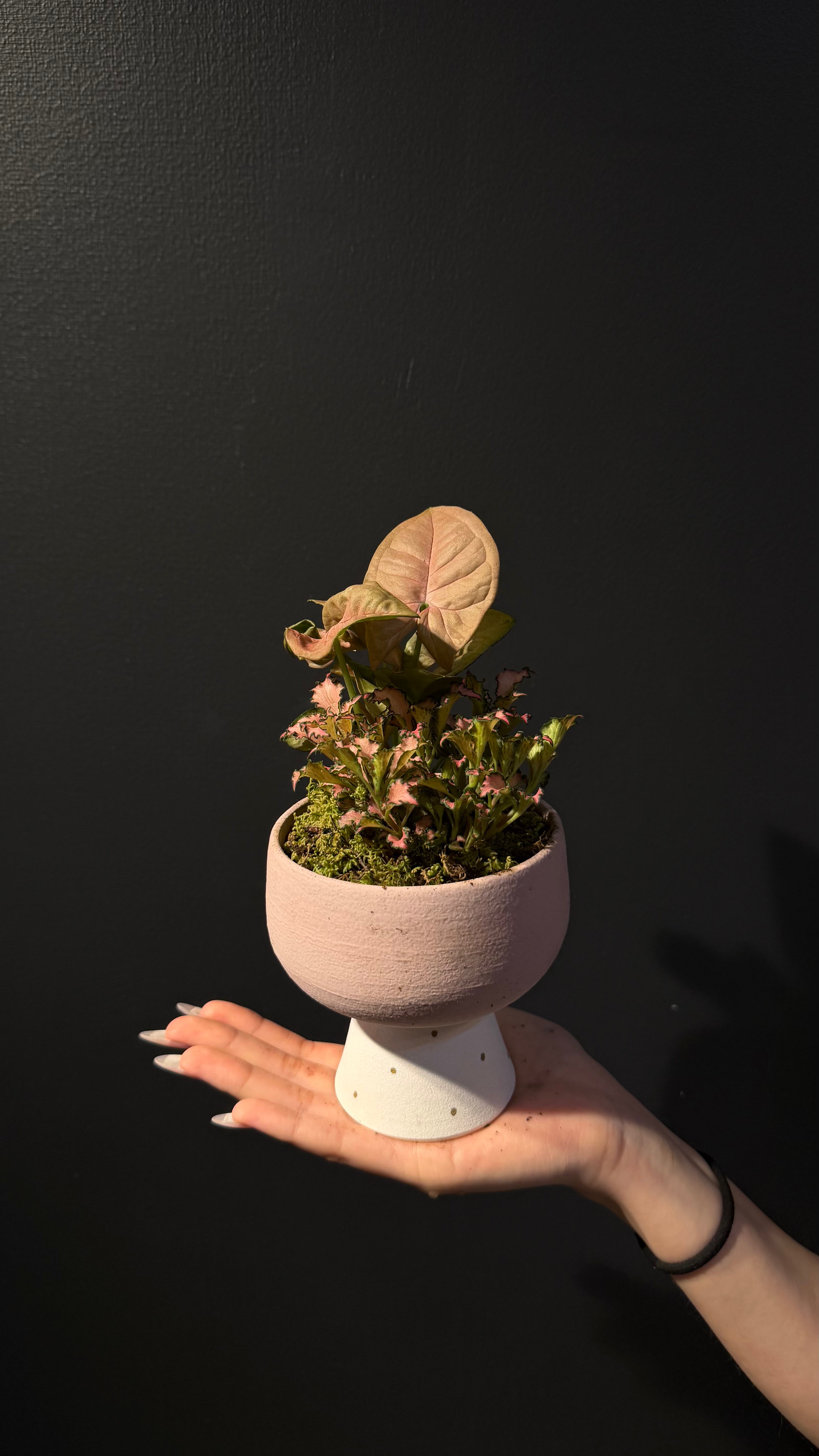 Botanic Haven