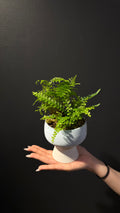 Botanic Haven