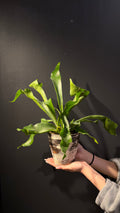 Botanic Haven