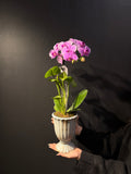 Botanic Haven