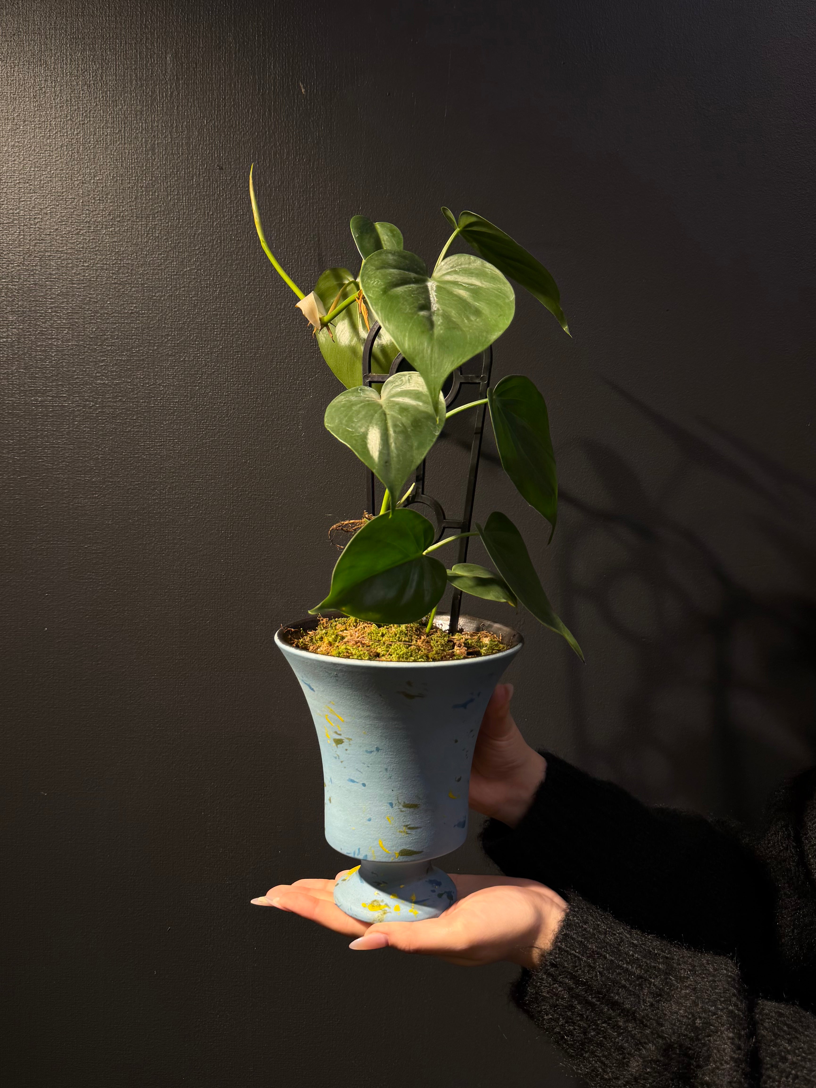 Botanic Haven