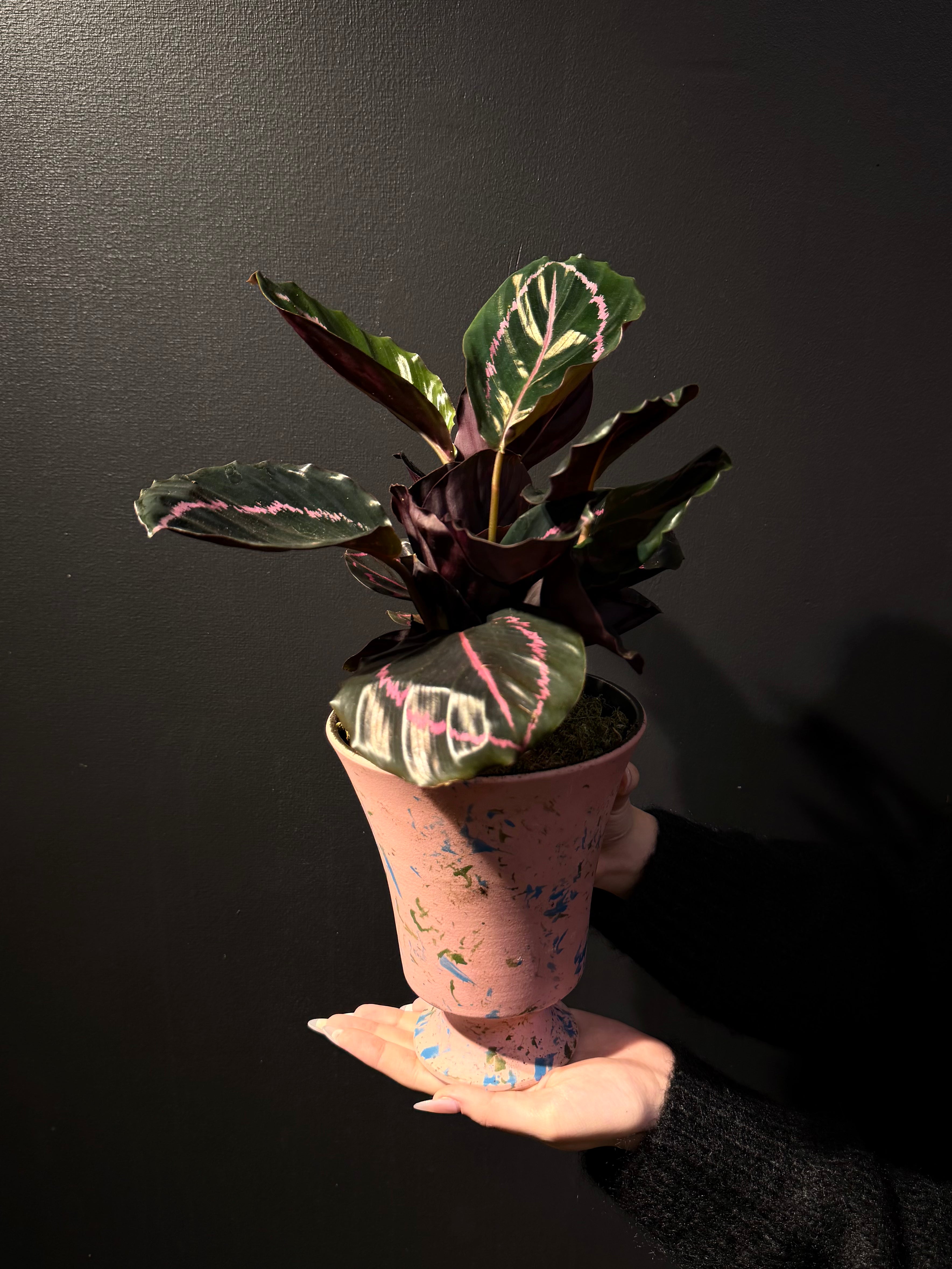 Botanic Haven
