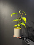 Botanic Haven