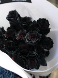 0v0 Black Roses